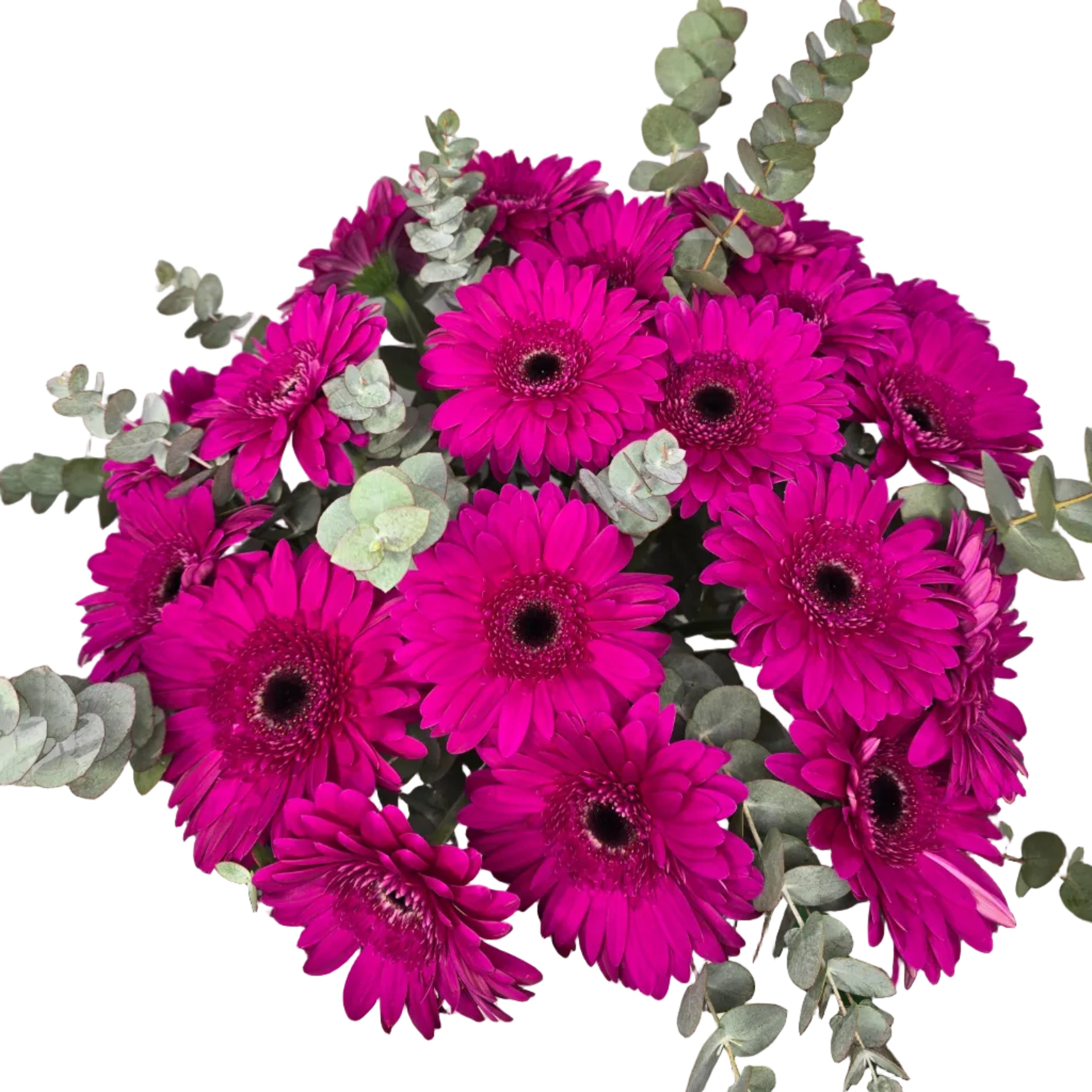 Bouquet Mono-Fleur de Gerberas Fuchsias