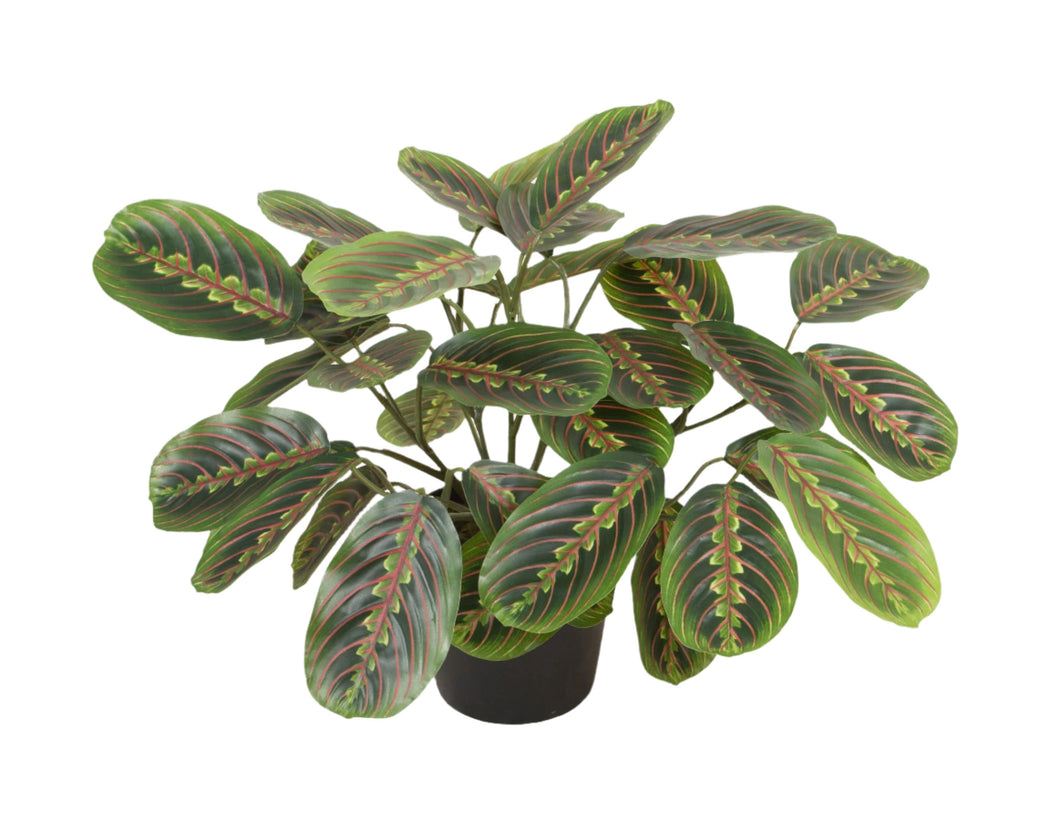 Calathea