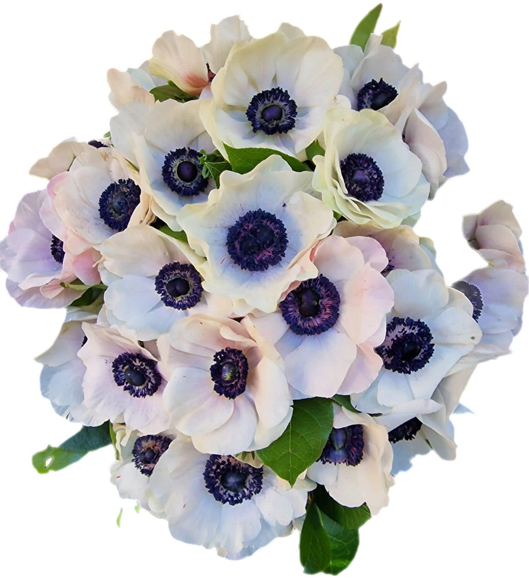 Bouquet Anémones Blanches