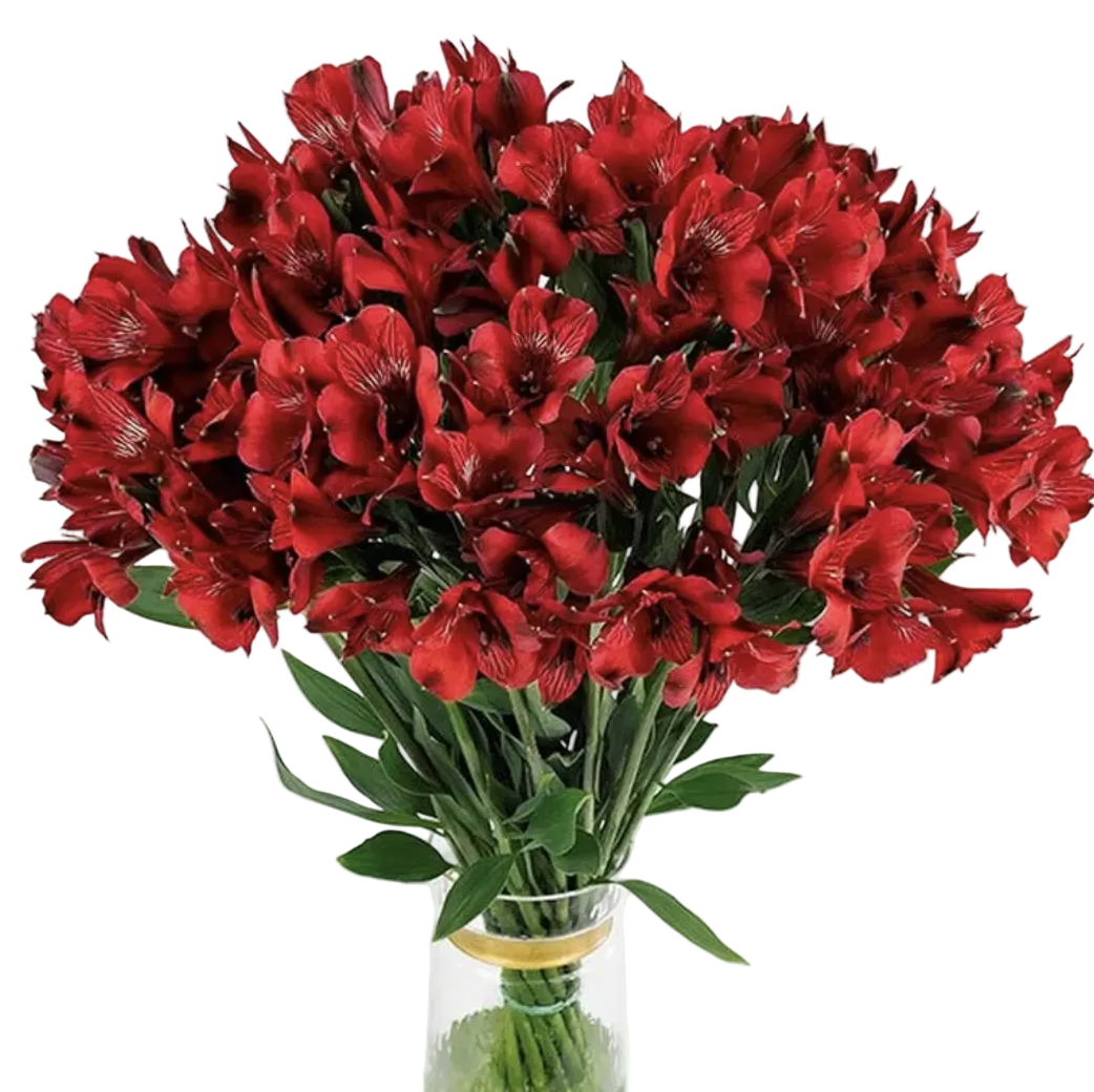 Bouquet Mono-Fleurs d’Alstroemeria Rouge