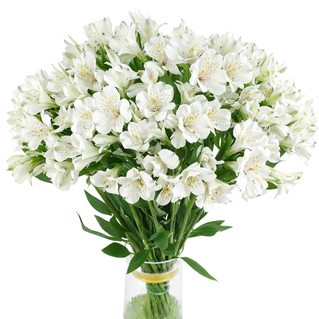 Bouquet Mono-Fleur d’Alstroemeria Blanc