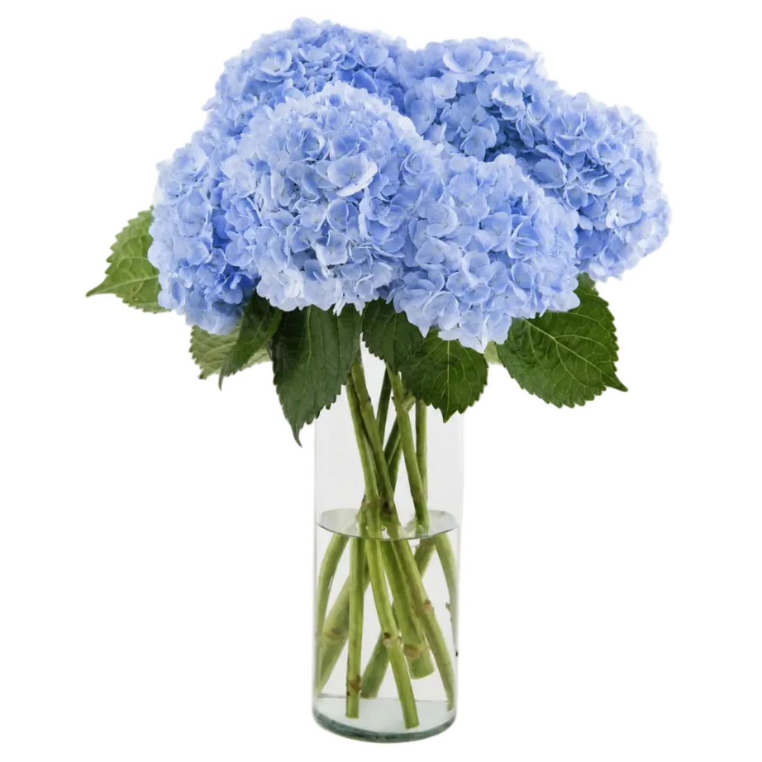 Bouquet Mono-Fleur D'Hortensias Bleues