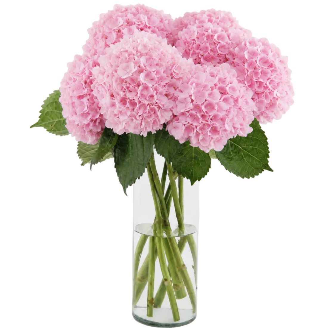 Bouquet Mono-Fleur D'Hortensias Roses
