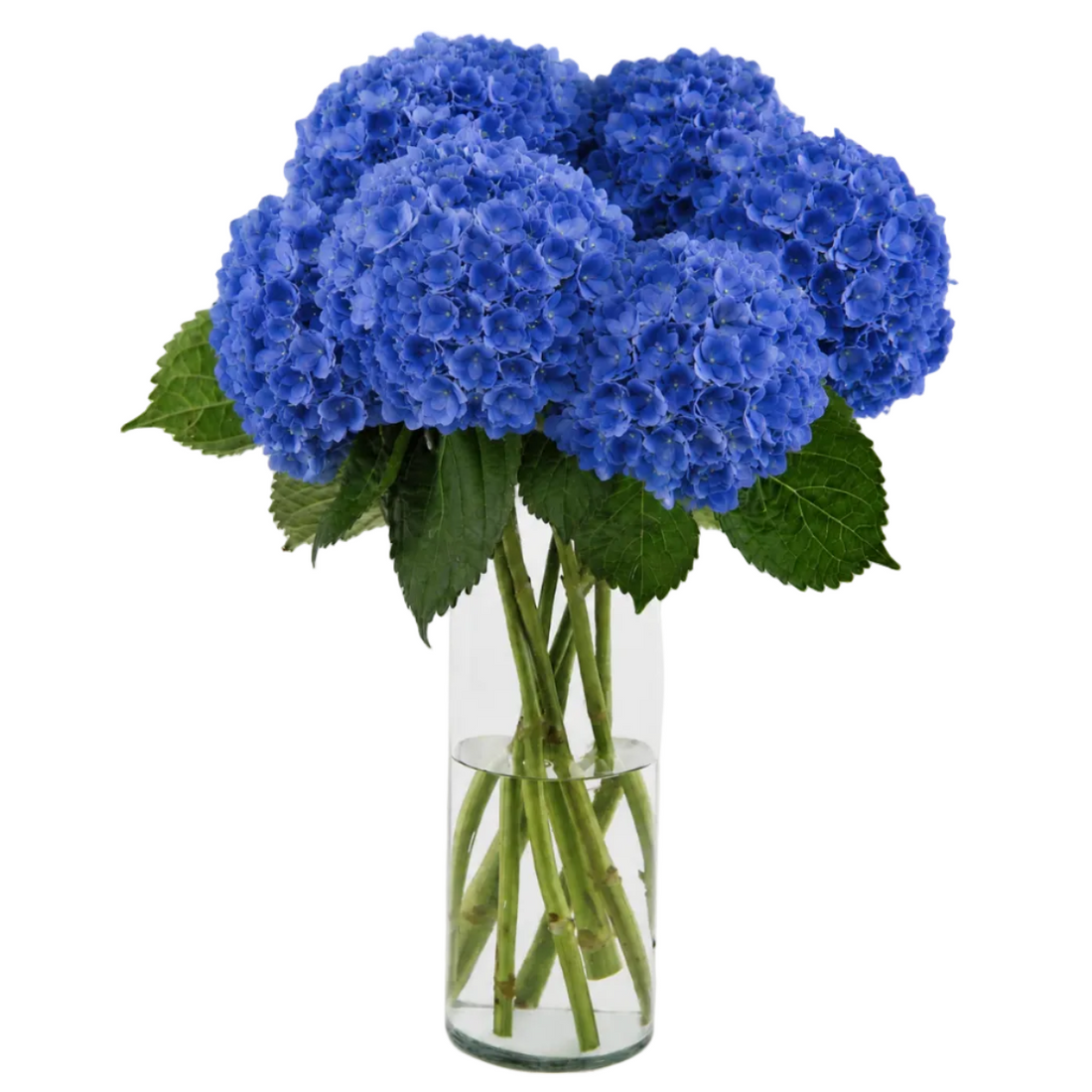 Bouquet Mono-Fleur D'Hortensias Bleues Foncées