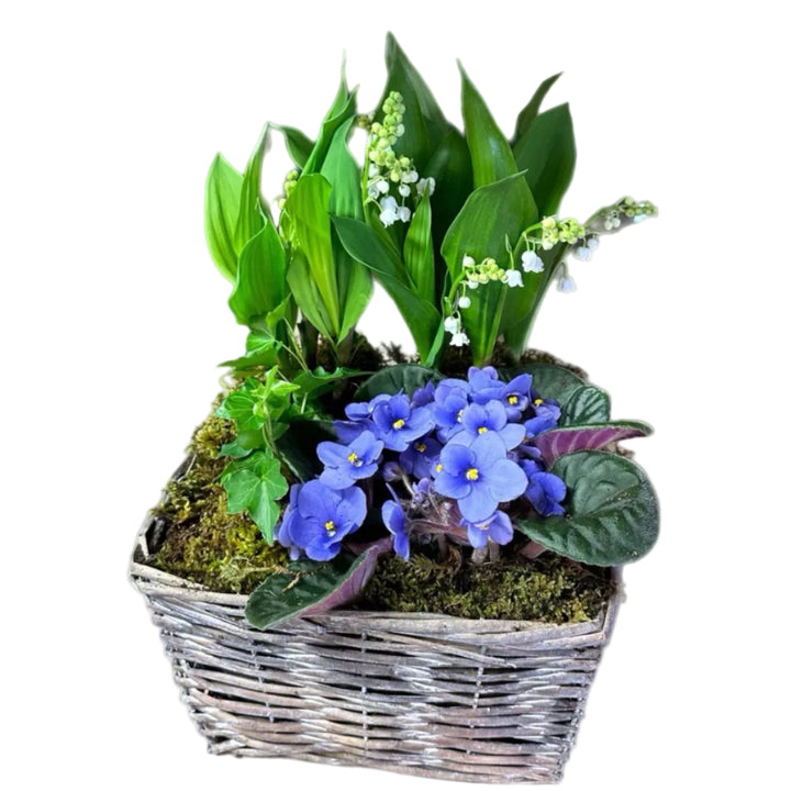 Coupe de muguet et St Paulia