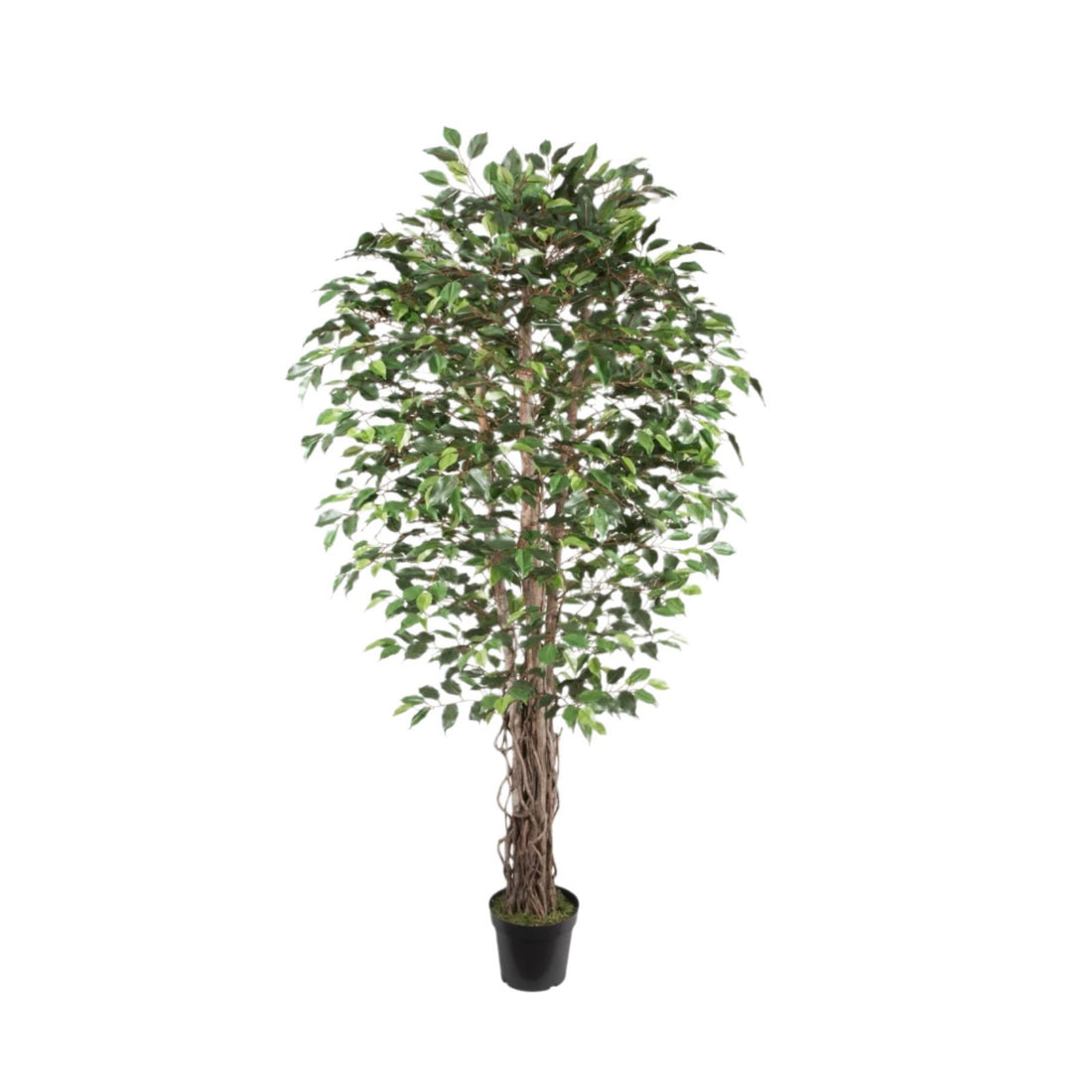 Ficus