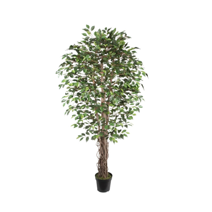 Ficus