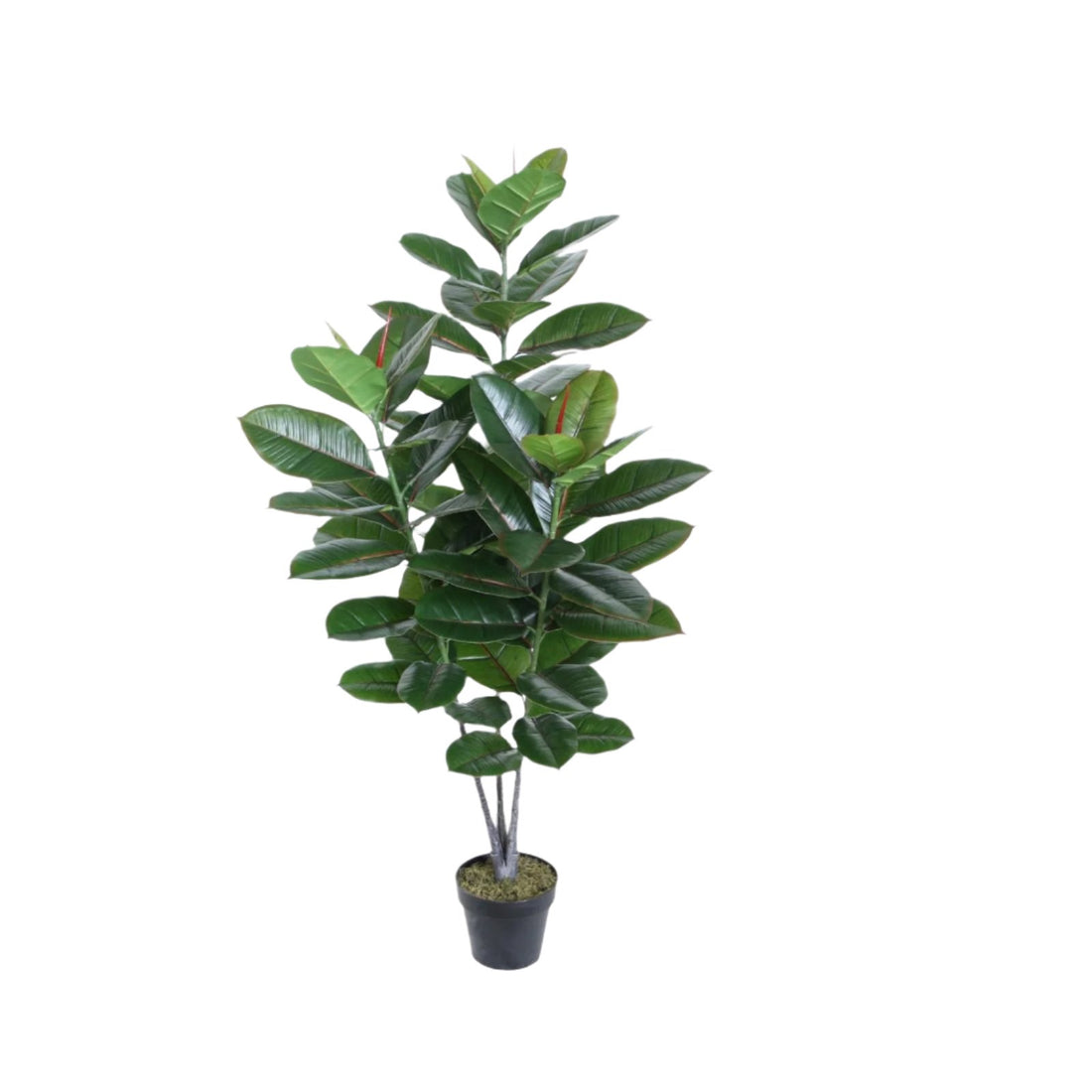 Ficus Elastica