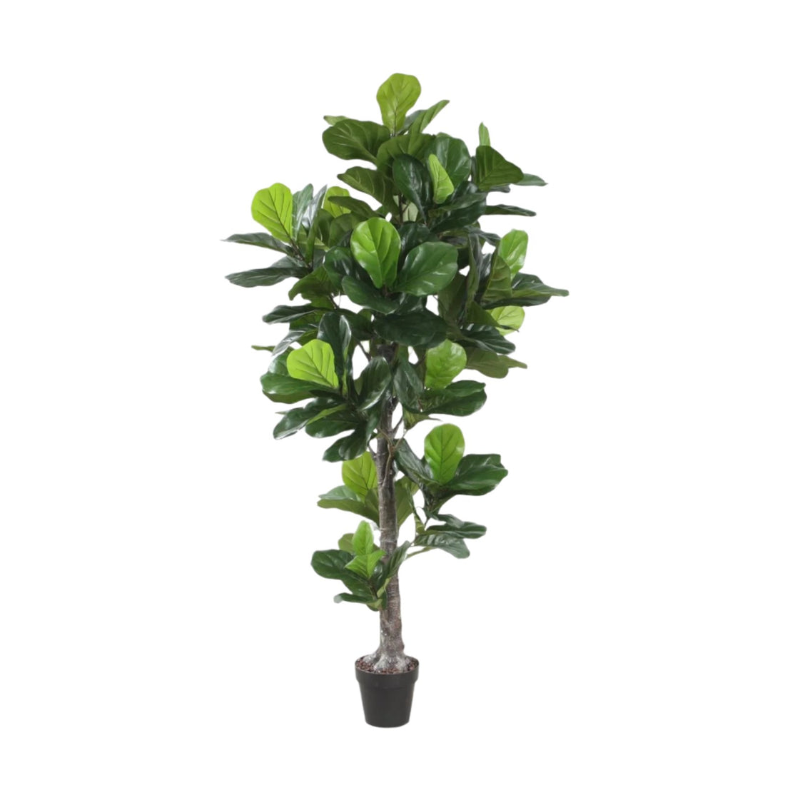 Ficus Lyrata