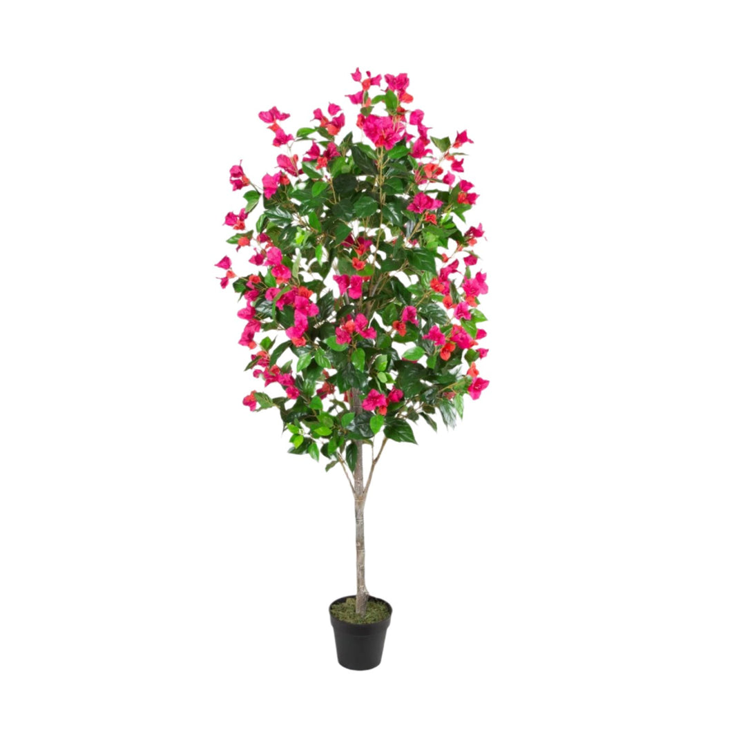 Bougainvillier