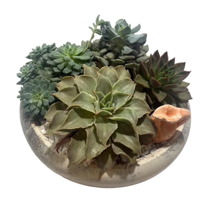 Coupe Zen Basse