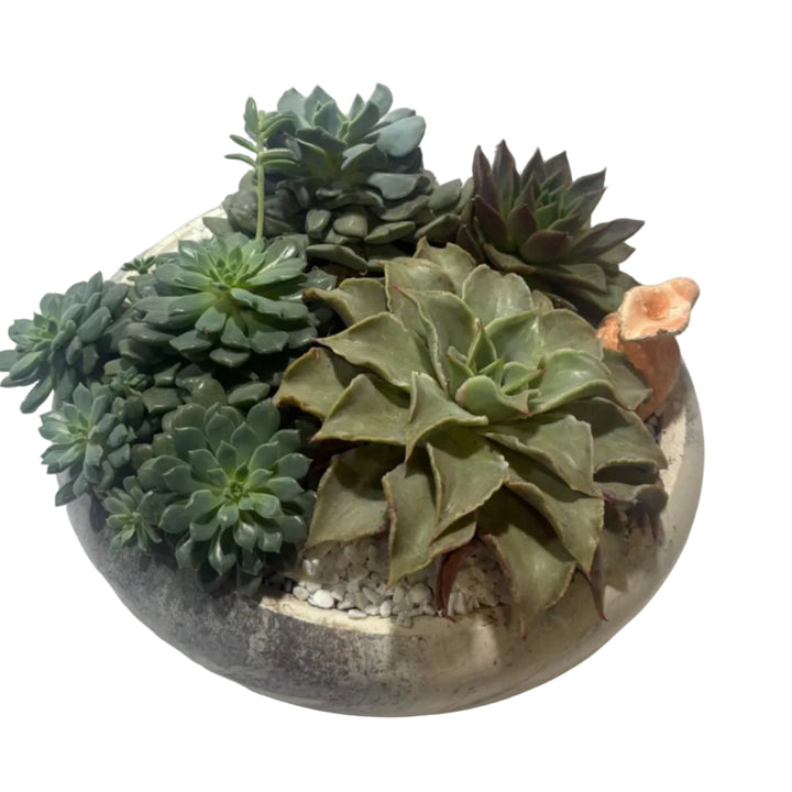 Coupe Zen Basse