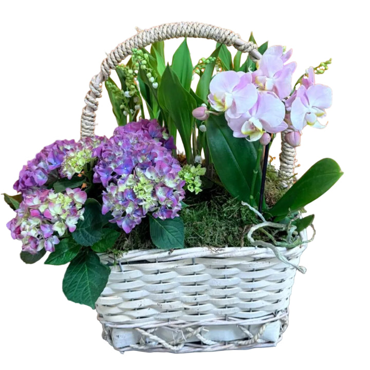 Coupe Muguet et Orchidées/Hortensias