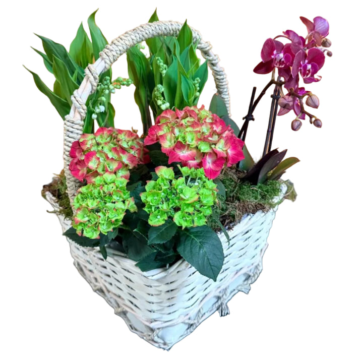 Coupe Muguet et Orchidées/Hortensias