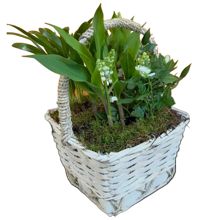 Coupe de Muguet et Rosier