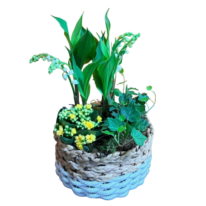 Coupe Muguet avec Kalenchoë