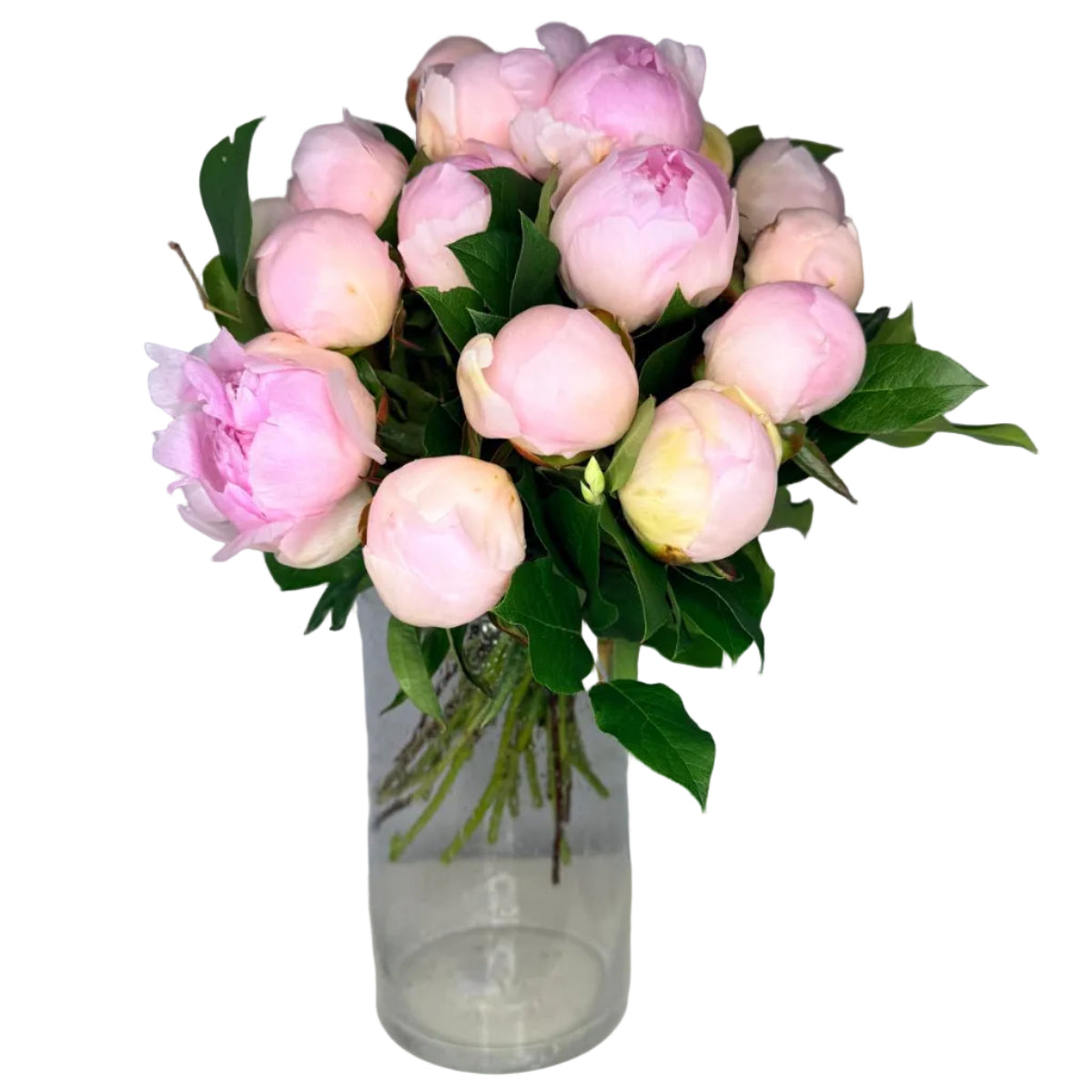 Douce Pivoine