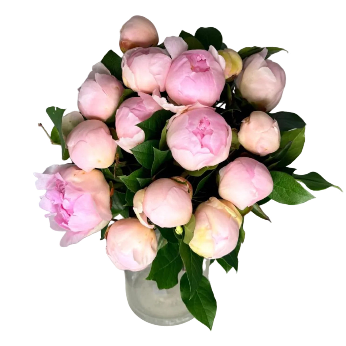 Douce Pivoine