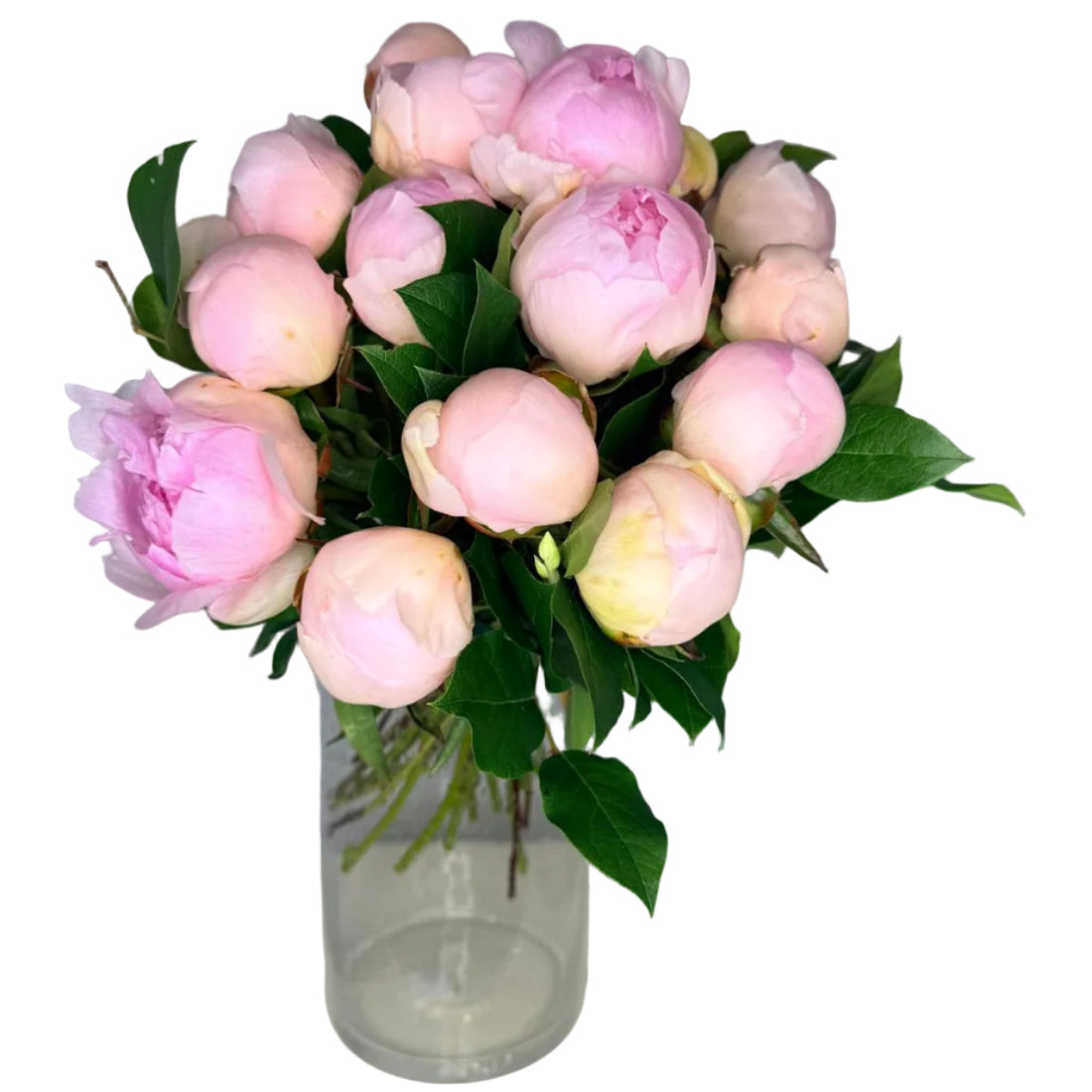 Douce Pivoine