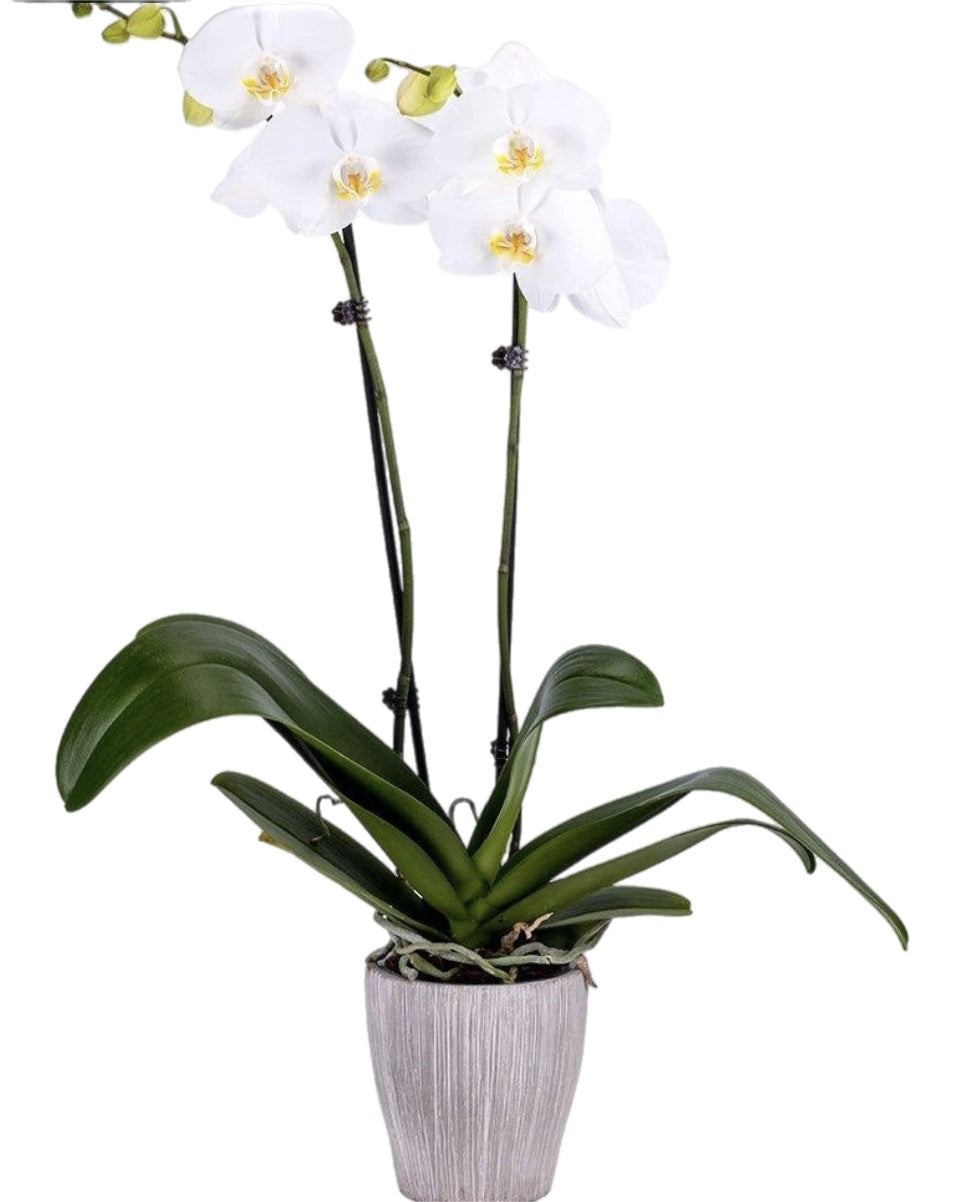 Orchidées 90cm