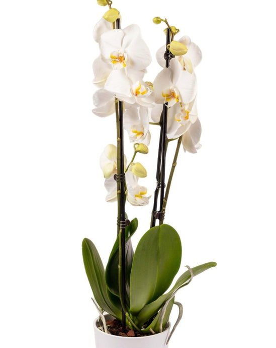 Orchidée 70cm