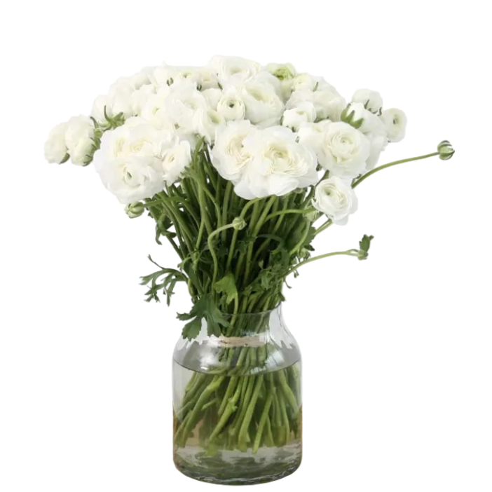 Bouquet de Renoncule Blanche