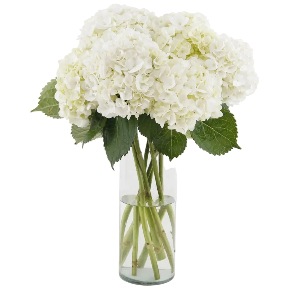 Bouquet Mono-Fleur D'Hortensias Blanches