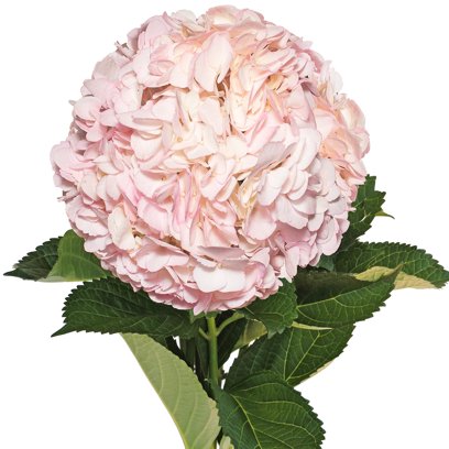 Bouquet d'Hortensias Roses