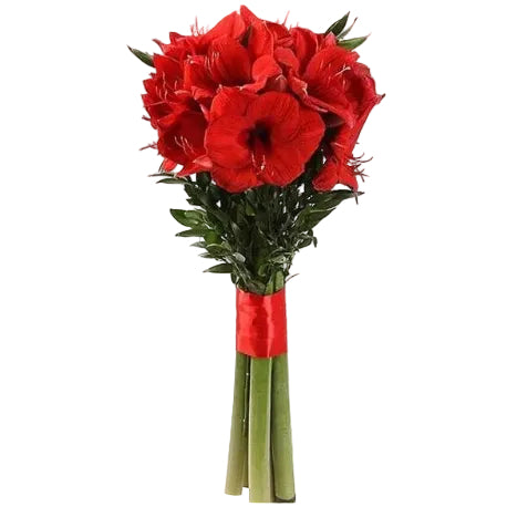 Bouquet d'Amaryllis Rouges