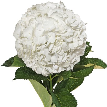Bouquet d'Hortensias Blanches