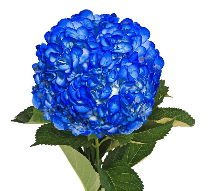 Bouquet d'Hortensia Bleues
